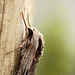 Pine Hawk-moth