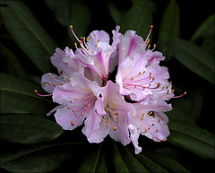 Rhododendron 00