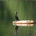 20090311-0744 Little cormorant