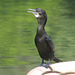20090311-0757 Little cormorant