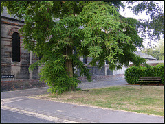 tree at Dawson Place, Jericho