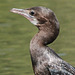 20090311-0768-2 Little cormorant