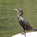 20090311-0768 Little cormorant