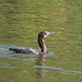 20090311-0776 Little cormorant