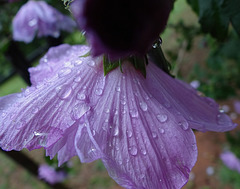 Rose of Sharron flower and raindrops