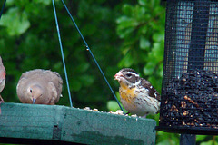 Rose-Breasted Grosbeak (Immature Male) and a Mourning Dove