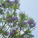 20090311-0825 Jacaranda mimosifolia D.Don