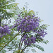 20090311-0826 Jacaranda mimosifolia D.Don