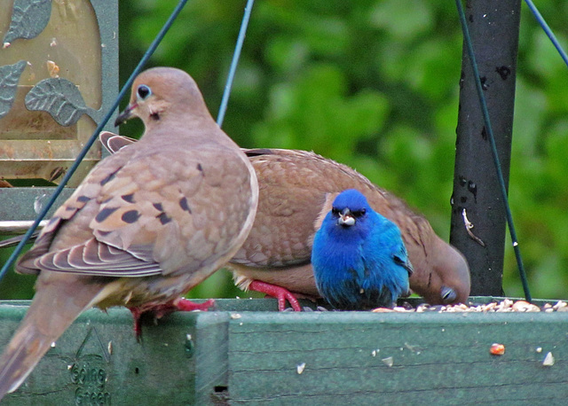 Mourning Doves and an Indigo Bunting