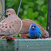 Mourning Doves and an Indigo Bunting