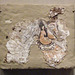 Fragment of a Sasanian Wall Painting in the Metropolitan Museum of Art, July 2010