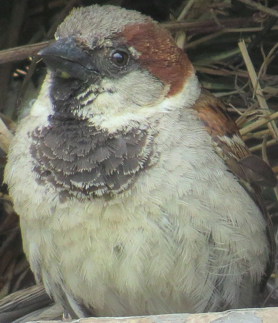 Resident Sparrow Resident Sparrow
