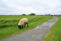 Trim 2013 – Sheep
