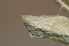 European Swallowtail (Papilio machaon gorganus) pupa