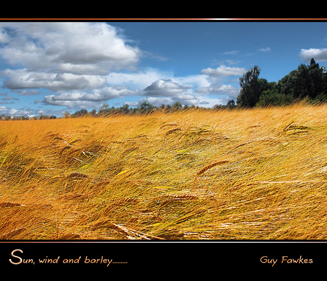 sun wind and barley