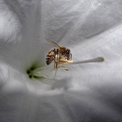 The Moonflowers at dusk were alive with bees