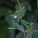 20130708 2308RTw [D~LIP] Zottiges Weidenröschen (Epilobium hirsutum) [Onagraceae], Bad Salzuflen