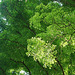 20090311-0922 Dalbergia latifolia Roxb.
