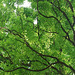 20090311-0923 Dalbergia latifolia Roxb.