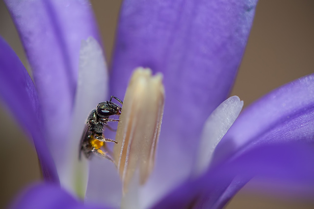 Tiny Sweat Bee on Harvest Brodiaea