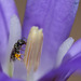 Tiny Sweat Bee on Harvest Brodiaea