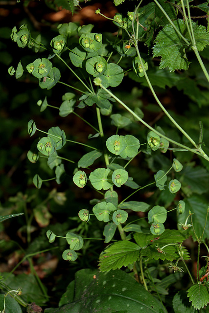 Euphorbia  amygdaloïdes -001