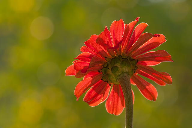 Z is for Zinnia