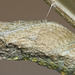 European Swallowtail (Papilio machaon gorganus) pupa wing case detail