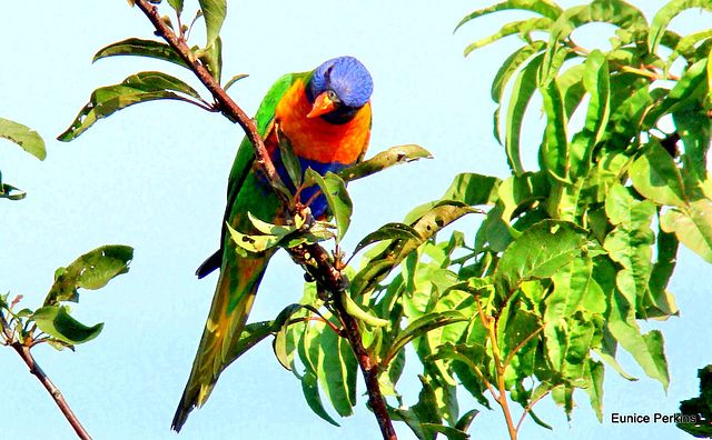 Rainbow Parakeet in the plum tree