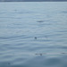 oaw - Whitby porpoise