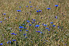 20130709 2351RAw Kornblume (Centaurea cyanus), Raps