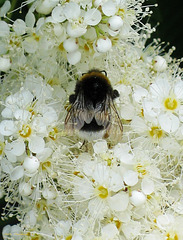 Working Bee