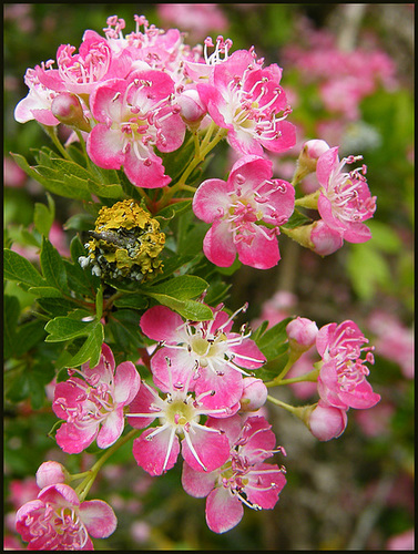 pink may blossom
