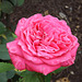 Pink Rose in the Brooklyn Botanic Garden, June 2012