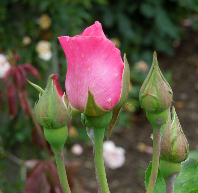Tiffany's Picture of a Pink Rosebud in the Brooklyn Botanic Garden, June 2012