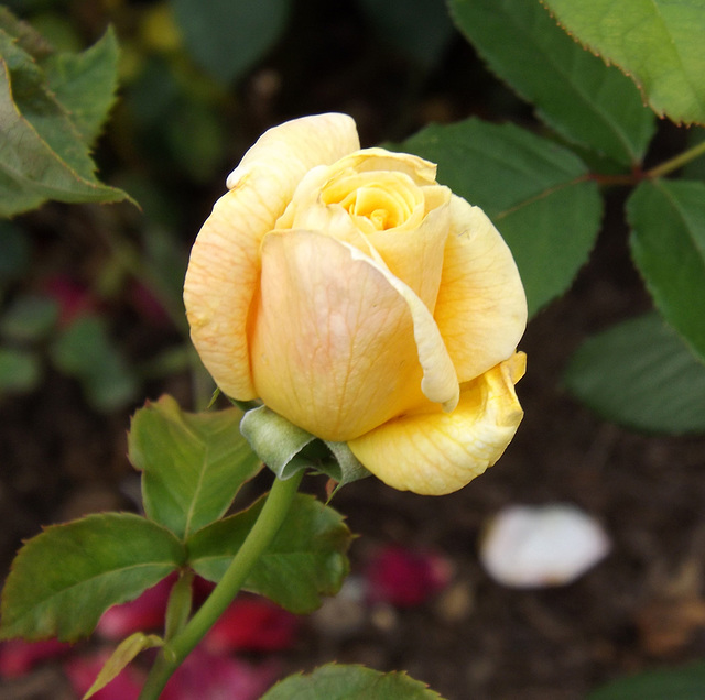 Yellow Rose in the Brooklyn Botanic Garden, June 2012