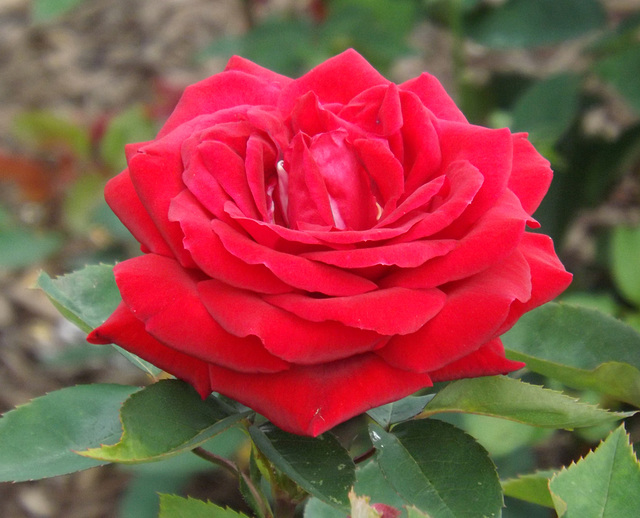 Red Tea Rose in the Brooklyn Botanic Garden, June 2012