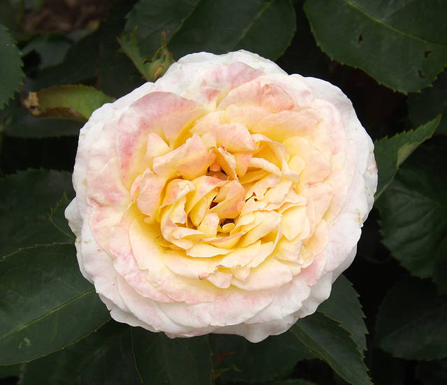 Rose in the Brooklyn Botanic Garden, June 2012