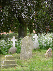graves beneath the copper beech