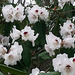 20130502 019Hw [D~HX] Rhododendron, Gräfliche Park-Klinik, Bad Hermannsborn