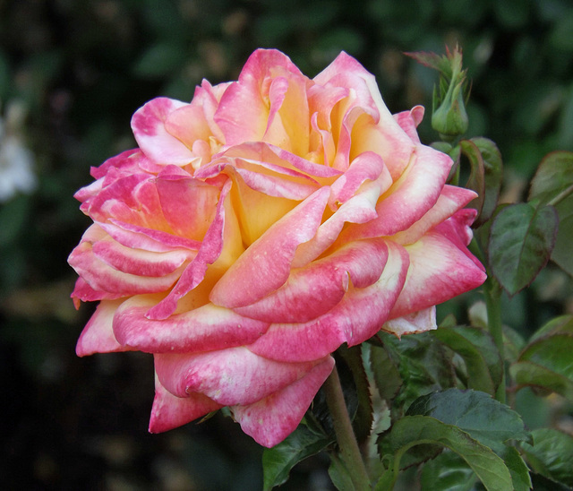 Rose in the Brooklyn Botanic Garden, June 2012