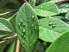 Raindrops on leaves