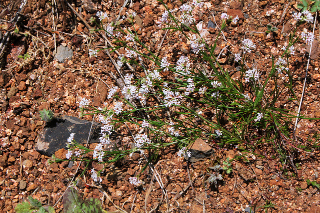 Asperula cynanchica-Herbe à l'Esquinancie (3)