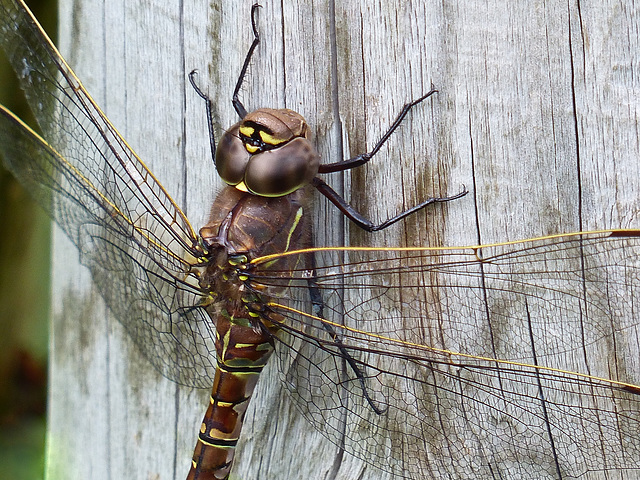 A possible Lance-tipped Darner Dragonfly
