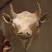 Terracotta Head of a Bull in the Metropolitan Museum of Art, July 2010
