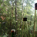 Bosque y botellas
