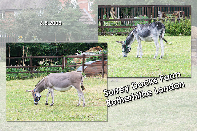 Donkeys at Surrey Docks Farm - London - 6.8.2008