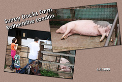 Sleeping Sow at Surrey Docks Farm - London - 6.8.2008
