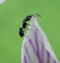 An ant on a Spring Beauty