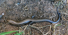 Five Lined Skink adult so the blue tail is a little more muted in colour